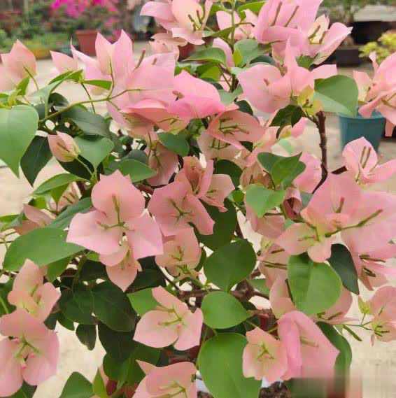 在家养三角梅的技巧，学会让盆栽冬天也开花！