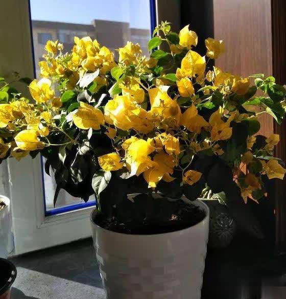 在家养三角梅的技巧，学会让盆栽冬天也开花！