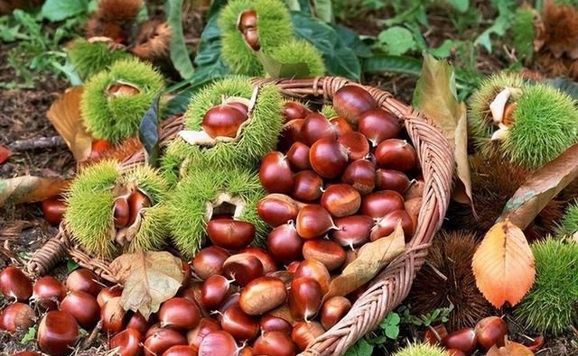 板栗去壳有技巧，4种方法超实用，几分钟剥一盘，又快又完整