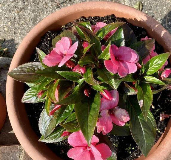  阳光多晒花不开，5个光照秘诀，养花从新手变高手 