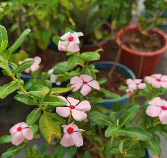 阳光多晒花不开，5个光照秘诀，养花从新手变高手