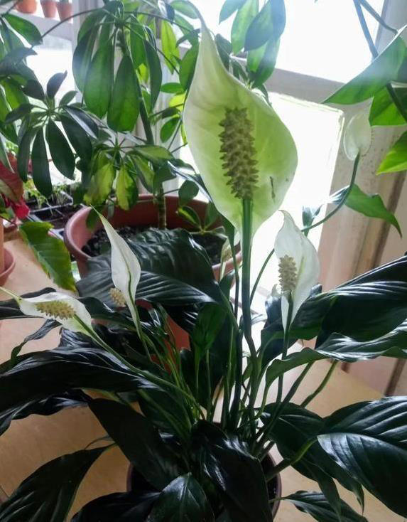 阳光多晒花不开，5个光照秘诀，养花从新手变高手