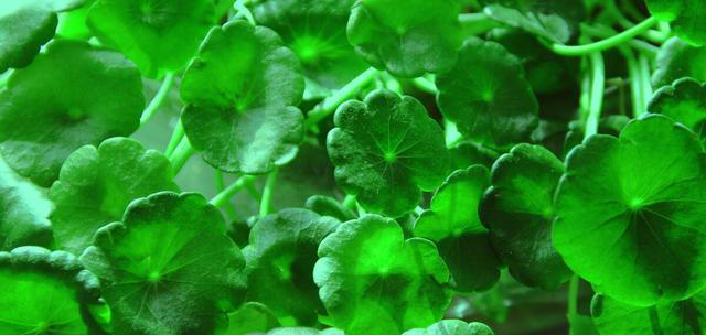 适合水培的植物有哪些？这五个绿植适合，您不要错过