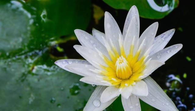 适合水培的植物有哪些？这五个绿植适合，您不要错过