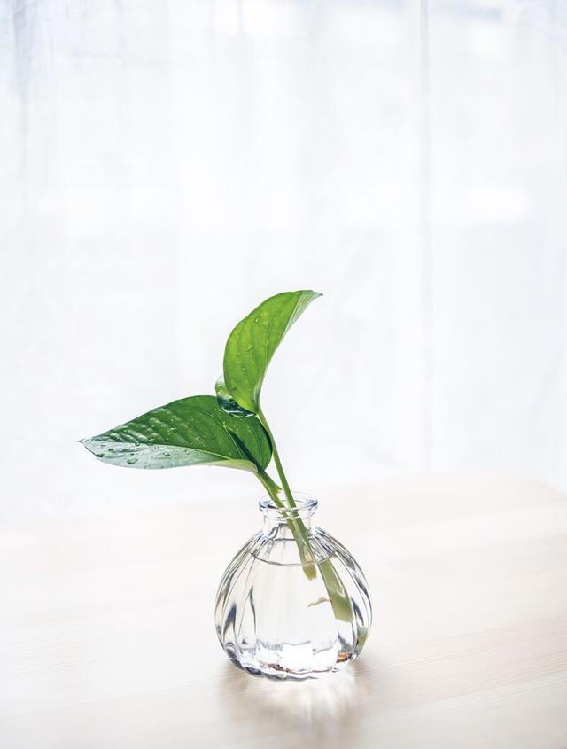 适合水培的植物有哪些？这五个绿植适合，您不要错过