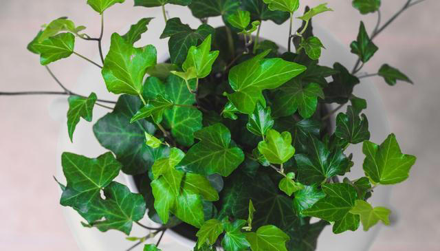 适合水培的植物有哪些？这五个绿植适合，您不要错过