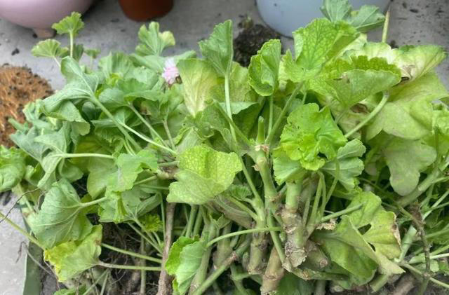 这些花现在扦插正当时，枝条沾土15天就生根，养成小花园