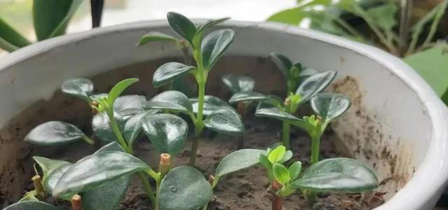 这些花现在扦插正当时，枝条沾土15天就生根，养成小花园