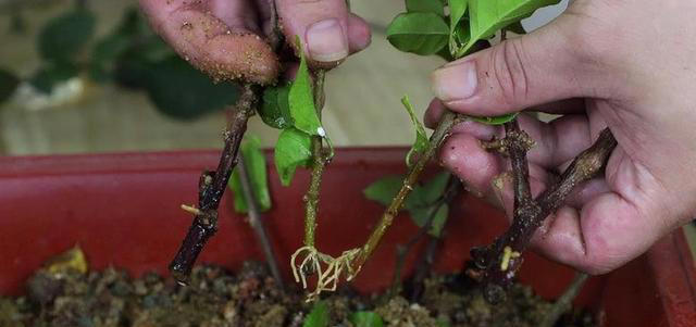 这些花现在扦插正当时，枝条沾土15天就生根，养成小花园