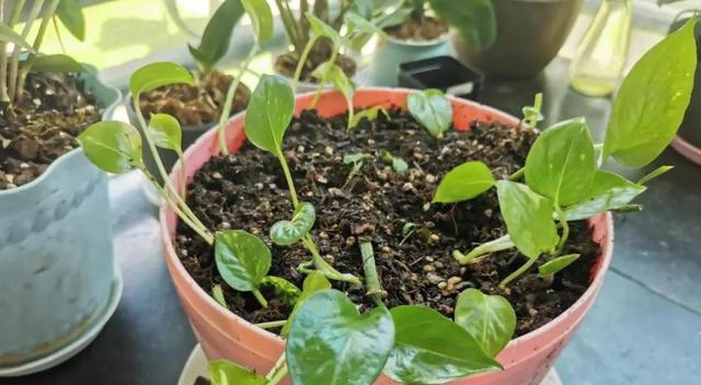 这些花现在扦插正当时，枝条沾土15天就生根，养成小花园