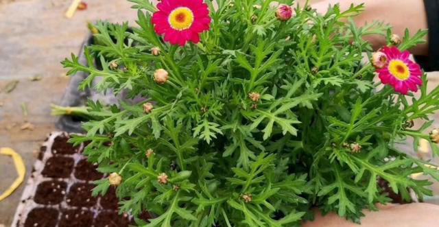 这些花现在扦插正当时，枝条沾土15天就生根，养成小花园