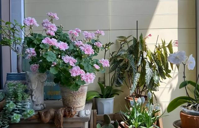 多季节有花赏的6种花，皮实好养爱开花，轻松爆盆惹人爱