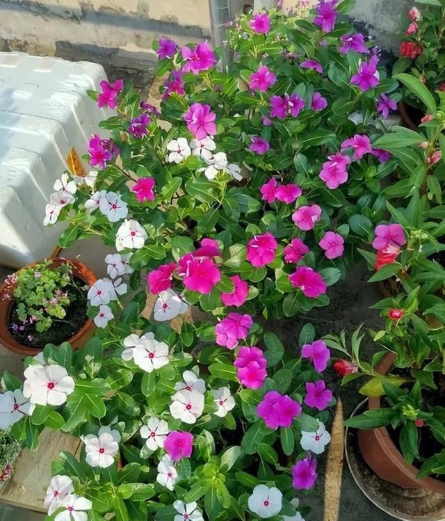 多季节有花赏的6种花，皮实好养爱开花，轻松爆盆惹人爱