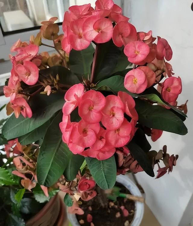 多季节有花赏的6种花，皮实好养爱开花，轻松爆盆惹人爱