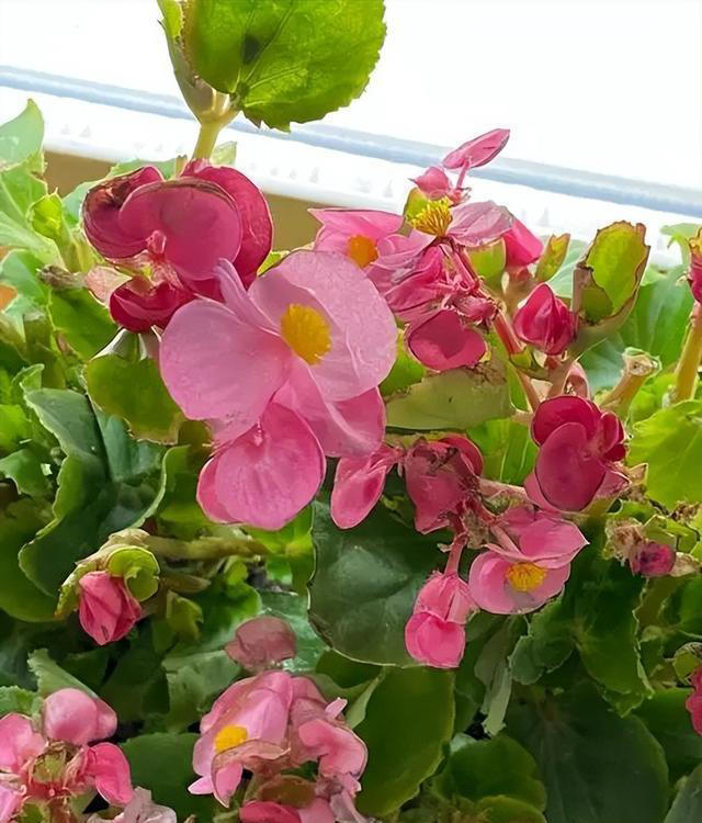 多季节有花赏的6种花，皮实好养爱开花，轻松爆盆惹人爱