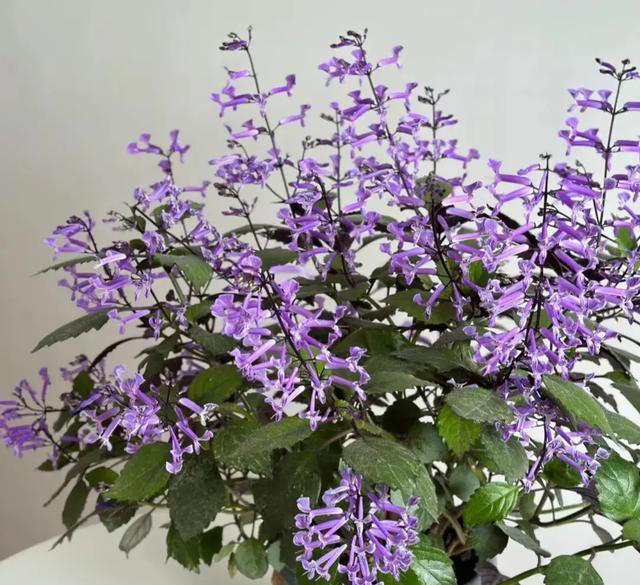 “人养花，花也养人” 适合养在室内的6种“健康花”，高低养一盆