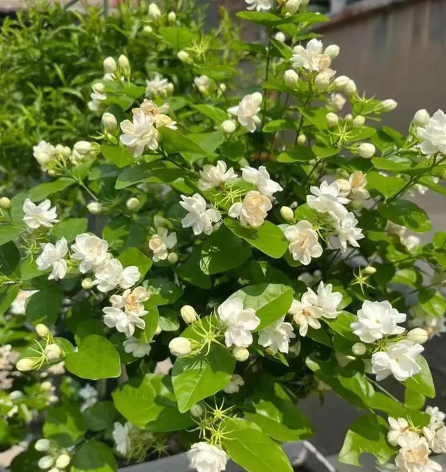 “人养花，花也养人” 适合养在室内的6种“健康花”，高低养一盆