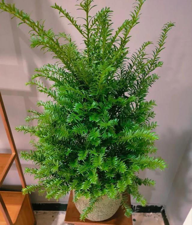 “人养花，花也养人” 适合养在室内的6种“健康花”，高低养一盆