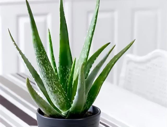 “人养花，花也养人” 适合养在室内的6种“健康花”，高低养一盆