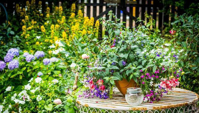 “人养花，花也养人” 适合养在室内的6种“健康花”，高低养一盆