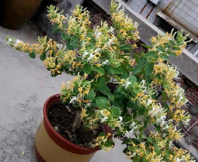 “人养花，花也养人” 适合养在室内的6种“健康花”，高低养一盆