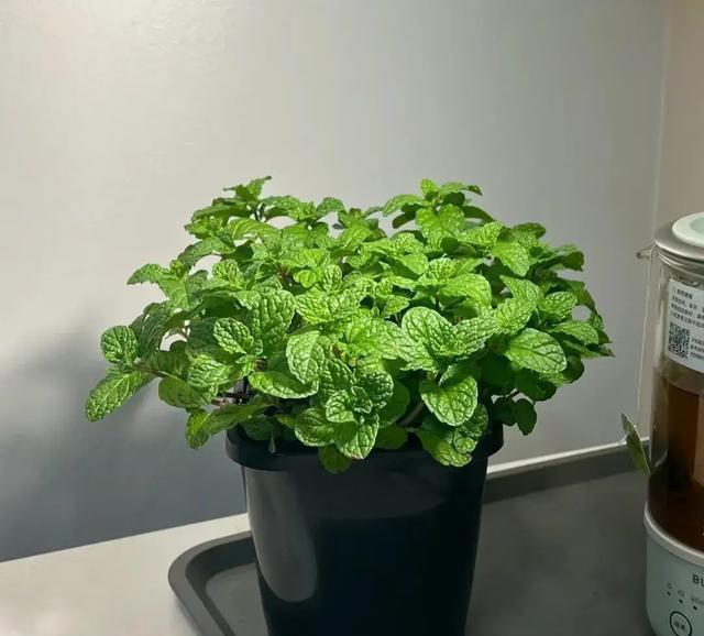 “人养花，花也养人” 适合养在室内的6种“健康花”，高低养一盆