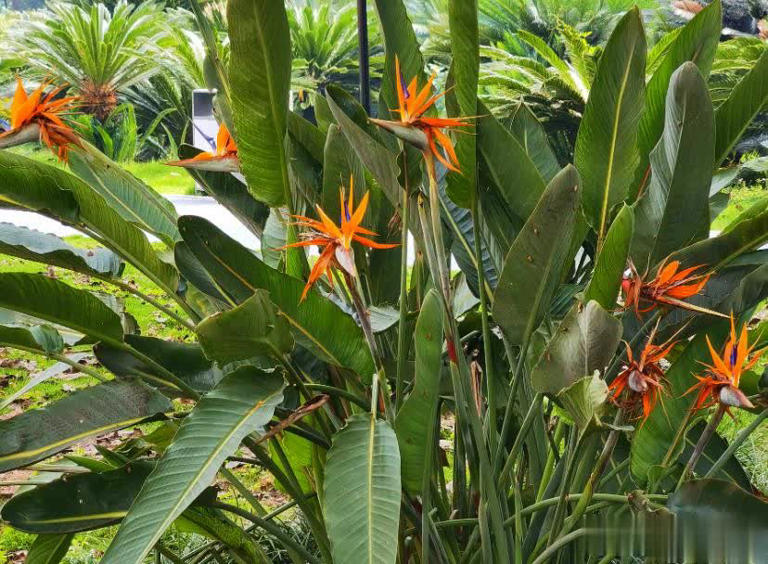 适合新手的6种观叶植物，摆在家里有格调，谁见了都夸美