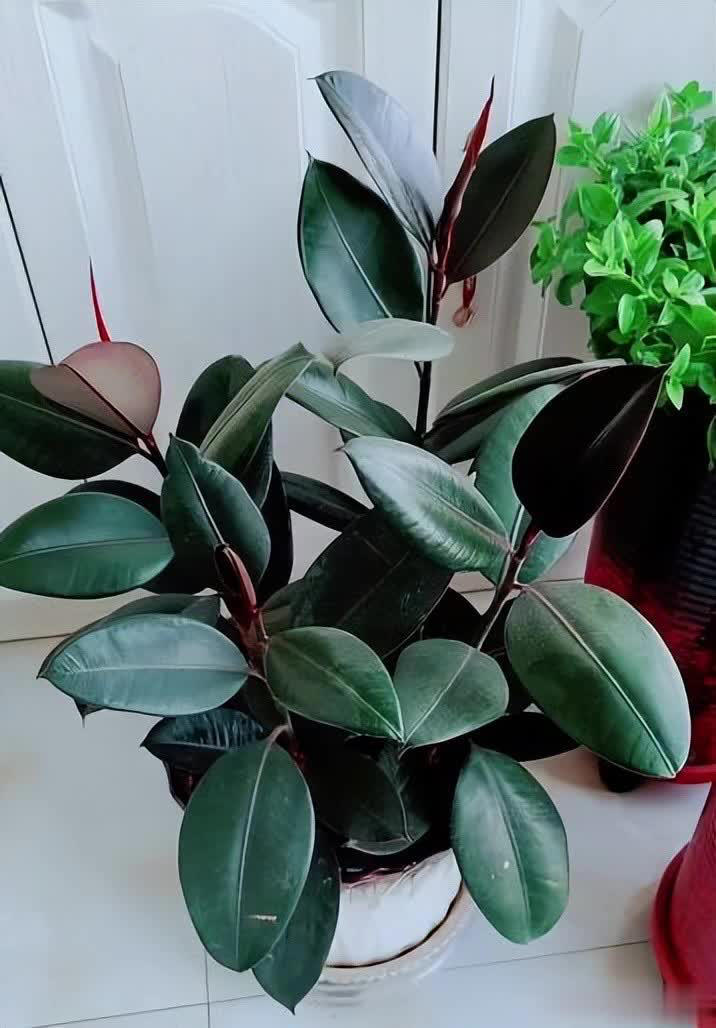 适合新手的6种观叶植物，摆在家里有格调，谁见了都夸美