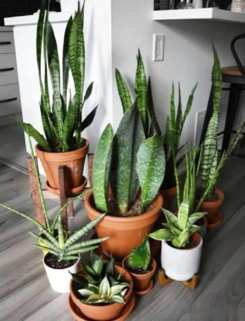 适合新手的6种观叶植物，摆在家里有格调，谁见了都夸美