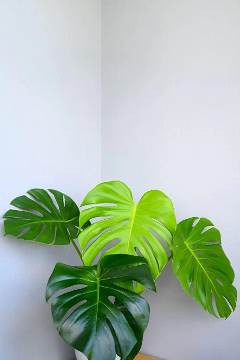 适合新手的6种观叶植物，摆在家里有格调，谁见了都夸美