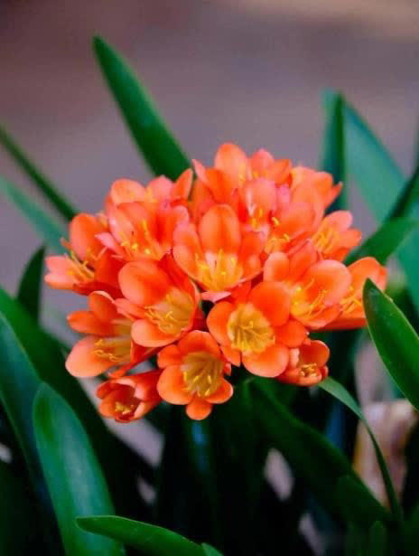 适合新手的6种观叶植物，摆在家里有格调，谁见了都夸美