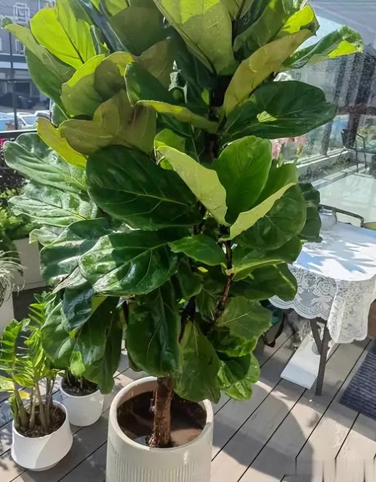 适合新手的6种观叶植物，摆在家里有格调，谁见了都夸美