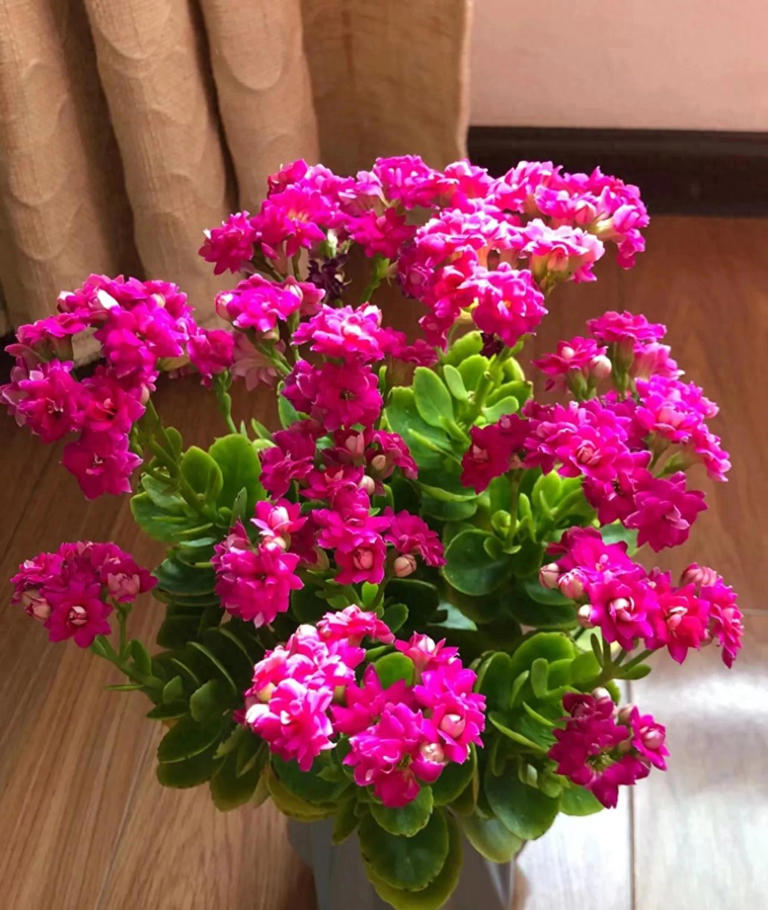 10种花最旺自己，别送人，小心“福气好运全送光”家有自留