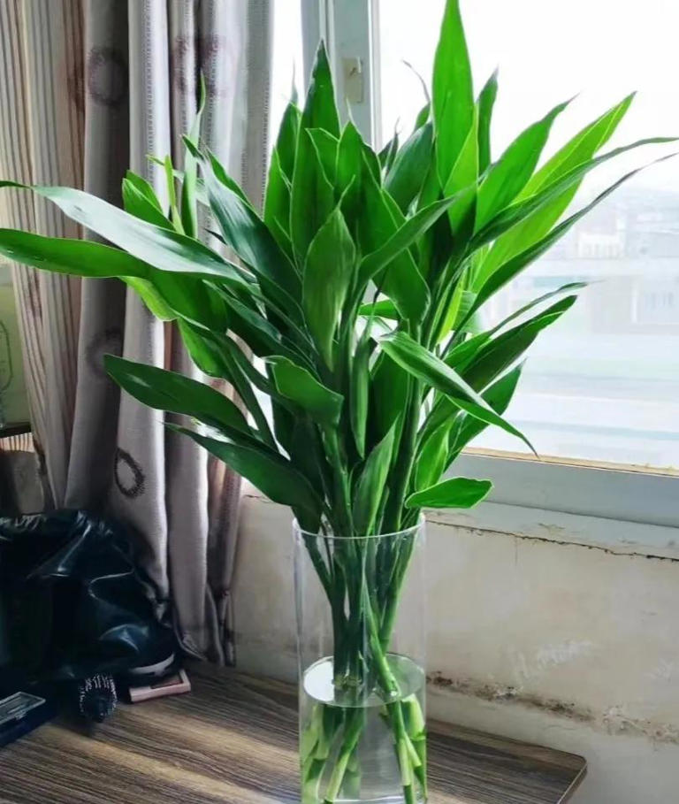 10种花最旺自己，别送人，小心“福气好运全送光”家有自留