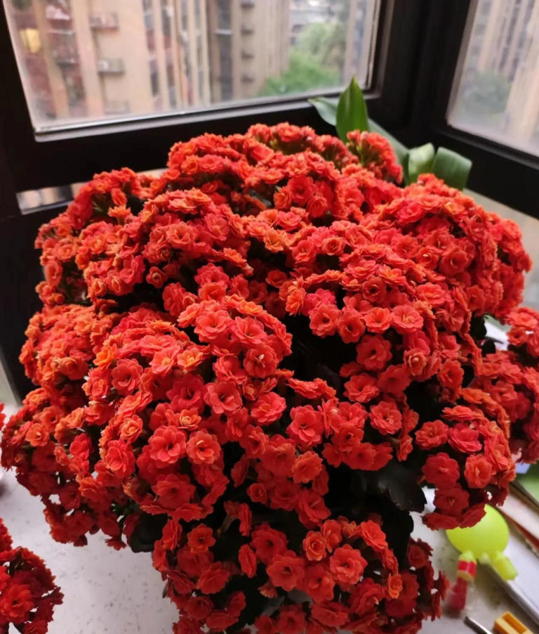 10种花最旺自己，别送人，小心“福气好运全送光”家有自留