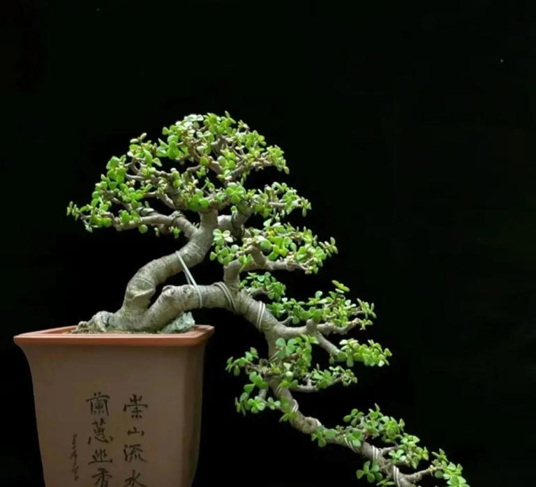 10种花最旺自己，别送人，小心“福气好运全送光”家有自留