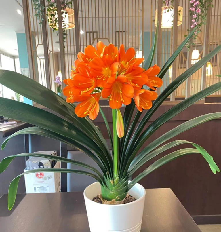 10种花最旺自己，别送人，小心“福气好运全送光”家有自留