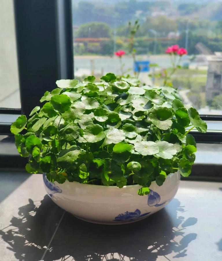 10种花最旺自己，别送人，小心“福气好运全送光”家有自留