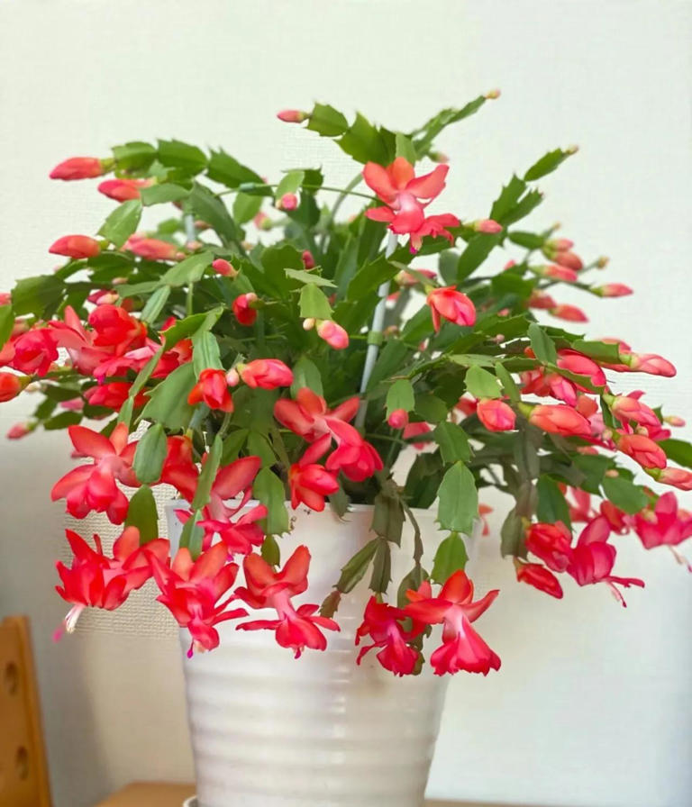 10种花最旺自己，别送人，小心“福气好运全送光”家有自留