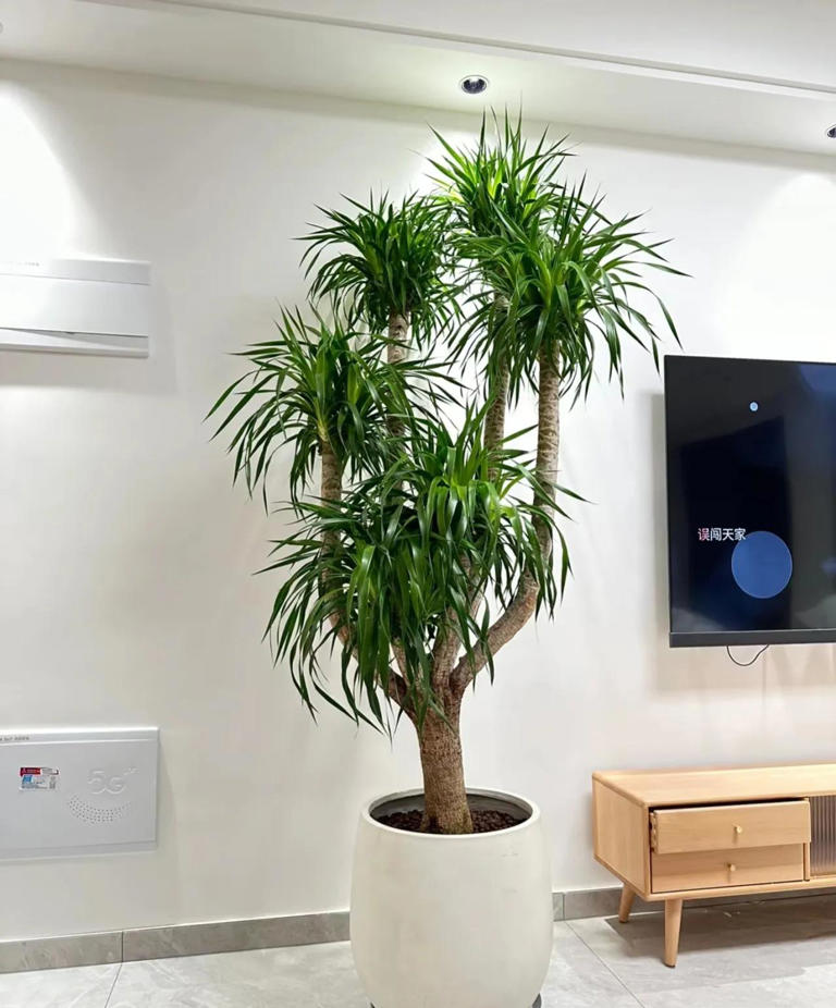 10种花最旺自己，别送人，小心“福气好运全送光”家有自留