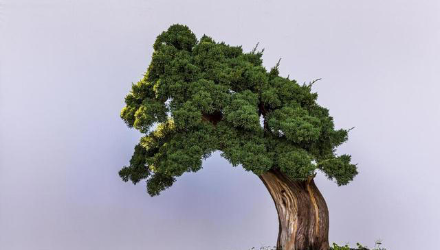 这5种技巧，让你的盆景叶子更小巧精致，提升其美感和观赏效果。