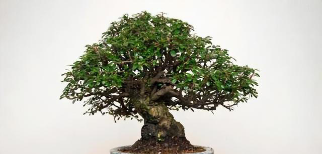 这5种技巧，让你的盆景叶子更小巧精致，提升其美感和观赏效果。