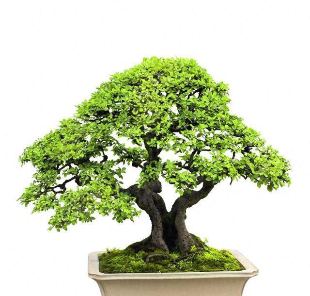 这5种技巧，让你的盆景叶子更小巧精致，提升其美感和观赏效果。