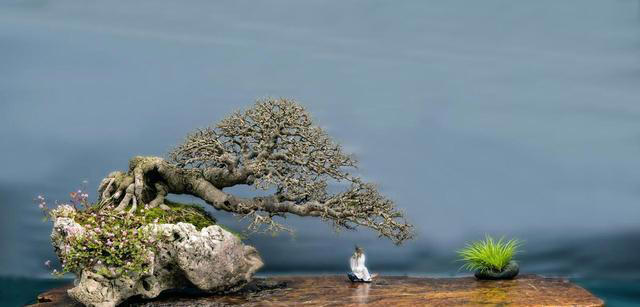 这5种技巧，让你的盆景叶子更小巧精致，提升其美感和观赏效果。