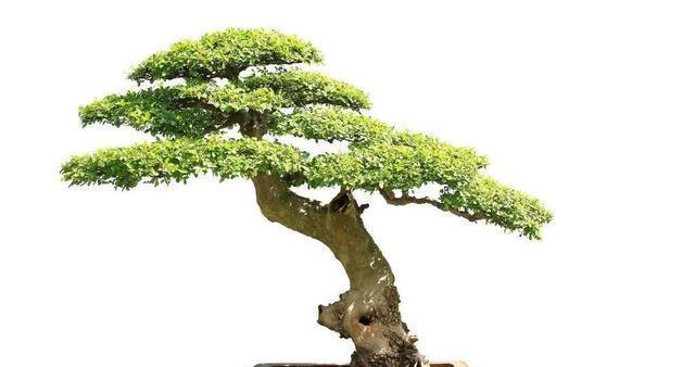 这5种技巧，让你的盆景叶子更小巧精致，提升其美感和观赏效果。