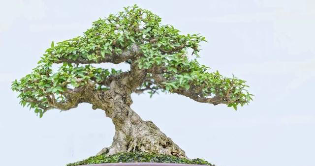 这5种技巧，让你的盆景叶子更小巧精致，提升其美感和观赏效果。