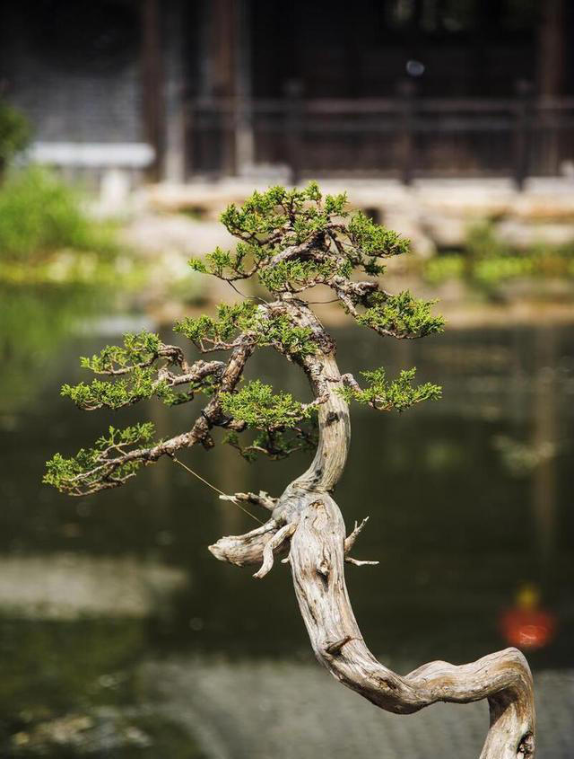 这5种技巧，让你的盆景叶子更小巧精致，提升其美感和观赏效果。