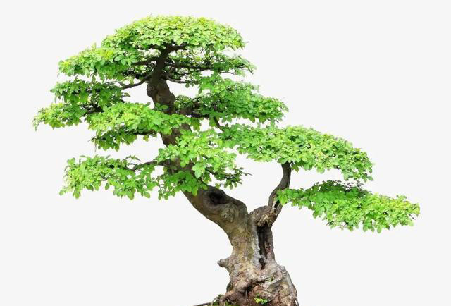 这5种技巧，让你的盆景叶子更小巧精致，提升其美感和观赏效果。