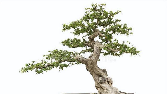 这5种技巧，让你的盆景叶子更小巧精致，提升其美感和观赏效果。