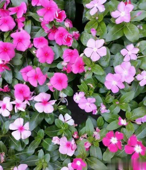 适合懒人和小白的6种花，好养好看爱开花，十盆不嫌多